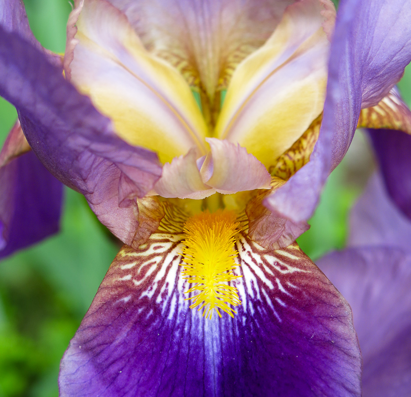 Iris Croatica